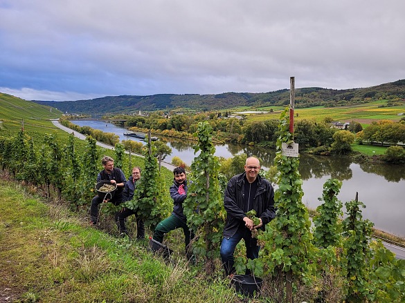 Weinlese an der Mosel (von links): Ratskellermeister Frederik Janus, Dennis Arndt und Mehmet Ün vom Bremer Martinshof, Bürgermeister Andreas Bovenschulte .